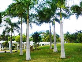 日本熱帶資源植物研究所 日本熱帶資源植物研究所