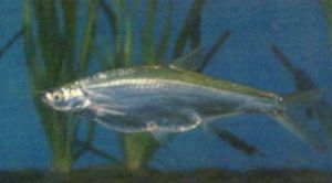 銀飄魚
