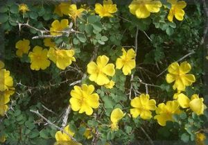 寬刺薔薇 寬刺薔薇