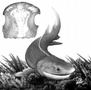 奇異東生魚生態復原圖以及腦顱三維虛擬復原圖。