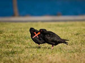 澳洲黑蠣鷸