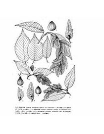 軟毛鵝耳櫪 軟毛鵝耳櫪