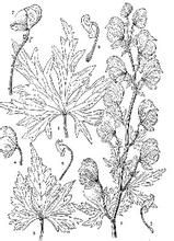 展枝康定烏頭 展枝康定烏頭