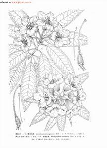 蒙自杜鵑 蒙自杜鵑