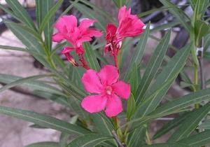 （圖）夾竹桃科