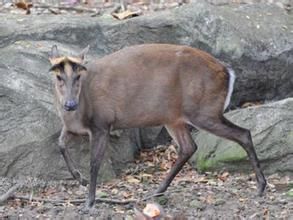 菲氏黃麂 菲氏黃麂