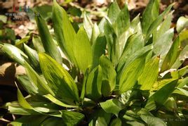 褐鞘沿階草 褐鞘沿階草