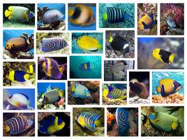 蓋刺魚科 蓋刺魚科