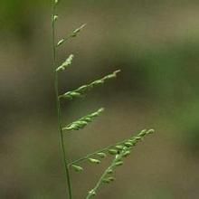 銳頭臂形草 銳頭臂形草