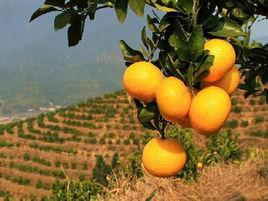 慶元甜桔柚 慶元甜桔柚