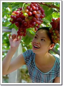 臨山葡萄節 臨山葡萄節