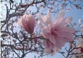 星花玉蘭 星花玉蘭