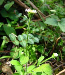 紅藍地花[紅藍地花]
