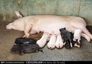 哺乳母畜 哺乳母畜