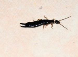 褶頰蟲亞目 褶頰蟲亞目