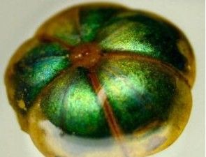 仿生變色纖維 仿生變色纖維