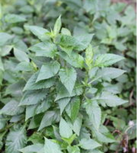 大斑花敗醬 大斑花敗醬