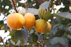 柿樹[柿科柿屬植物]