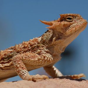 沙漠角蜥南部亞種 沙漠角蜥南部亞種