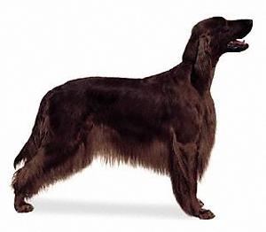 威爾斯激飛獵犬