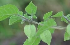 腺毛飛蛾藤（變種）