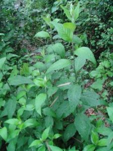 陰地蒿(原變種) 陰地蒿(原變種)