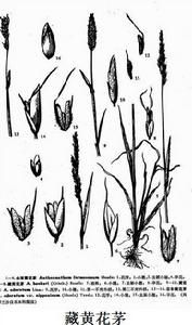 藏黃花茅 藏黃花茅