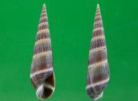 雙層筍螺 雙層筍螺