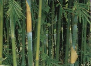 竹茹提取物 竹茹提取物