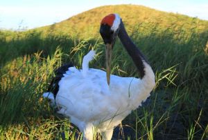 黑龍江扎龍國家級自然保護區
