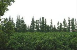 生態防控 生態防控