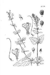 羅甸黃芩 羅甸黃芩