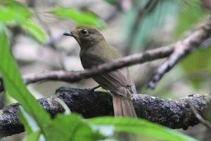 擬鶇希夫霸鶲 擬鶇希夫霸鶲