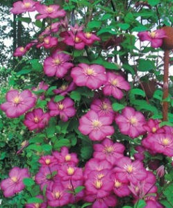 多花鐵線蓮 多花鐵線蓮