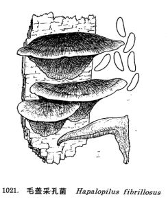 毛蓋采孔菌 毛蓋采孔菌