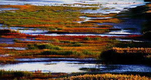 （圖）熱帶半乾旱氣候沼澤草地