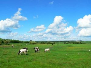 遜克農場 遜克農場