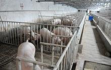 回龍村養豬場和山上散養的黑山豬