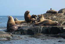 海洋哺乳動物[生物學分類]