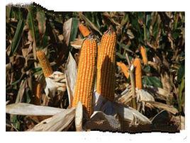 吉單38號 吉單38號