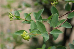 線葉蕘花 線葉蕘花