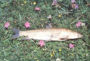 小嘴鰉魚 小嘴鰉魚