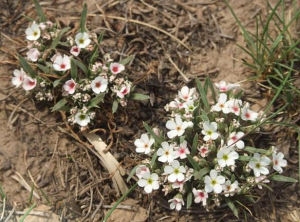 疏叢長葉點地梅 疏叢長葉點地梅