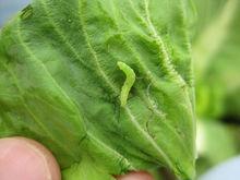 危害果蔬的主要害蟲