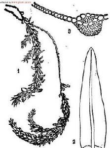 石灰蘚屬 石灰蘚屬