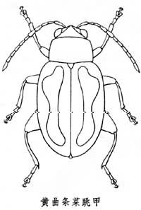 黃曲條菜跳甲 黃曲條菜跳甲