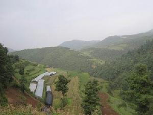 長嶺乾村生態林