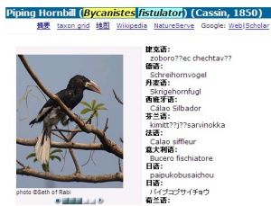 Piping Hornbill (Bycanistes fistulator) (Cassin, 1850)