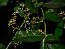 長刺衛矛 長刺衛矛