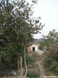 狗骨冬青 狗骨冬青